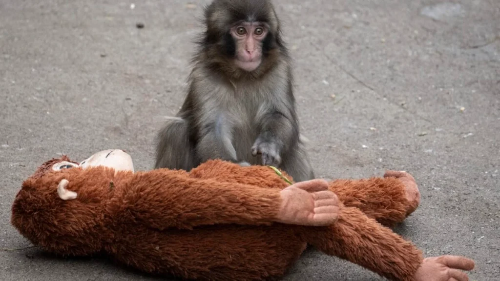 Punch the Monkey’s Enclosure Allegedly Invaded as Memecoin-Pumping Stunt Punch the Monkey’s Enclosure Allegedly Invaded as Memecoin-Pumping Stunt
